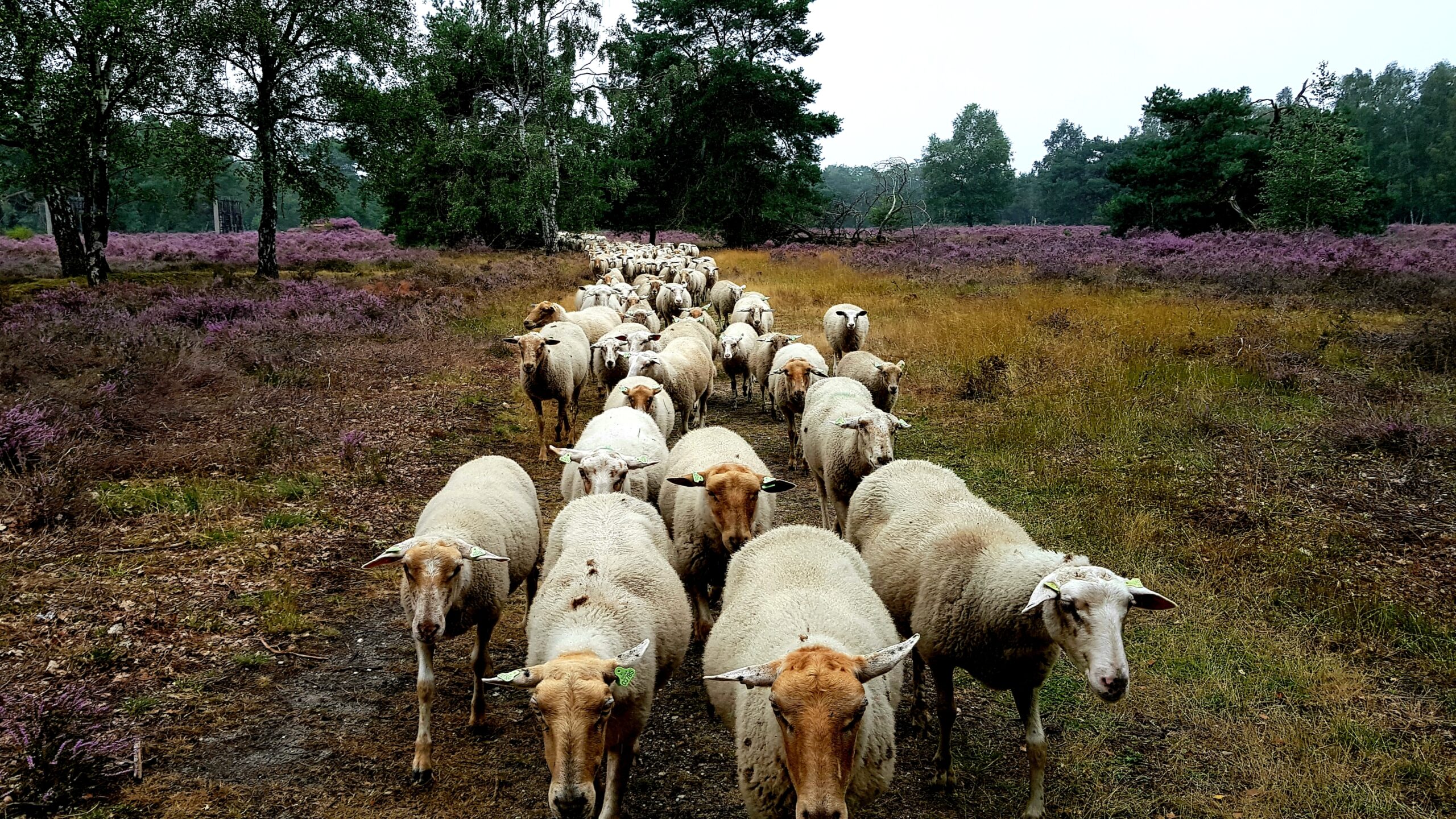 Heide Venlo schapenbegrazing